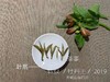 2019高山牡丹王（特级白牡丹）晨露，毫香野韵的高山白茶典范 商品缩略图4