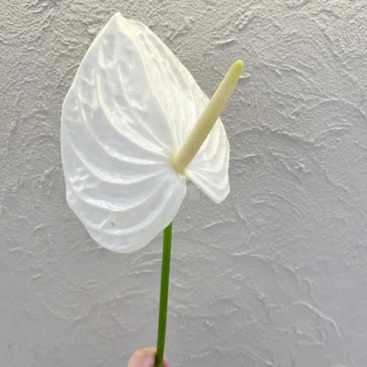 白掌 10支/盒 以实物为准 云南基地发货（价格已包含包装费用） 运费以实际为准，多退少补。 商品图3