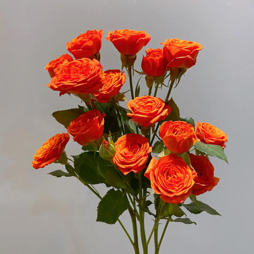 多头玫瑰 橙色芭比 10支/扎 云南基地发货 （价格已包含包装费用） 运费以实际为准，多退少补。 商品图3