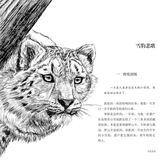 动物小说大王沈石溪·十大经典必读（全10册） 商品图3