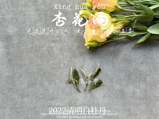 2022清明白牡丹柔美甜馥，清香清长，回甘香浓（1斤收藏装） 商品图4