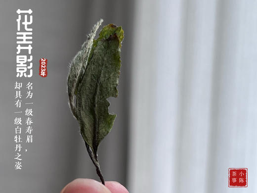 2023一级春寿眉花弄影，水石榕+春兰+广玉兰的香气，具有一级白牡丹之姿，极富春之气韵 商品图4