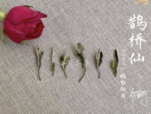 【收藏装】2020一级白牡丹《鹊桥仙》，花香落水，水香清雅 商品图3