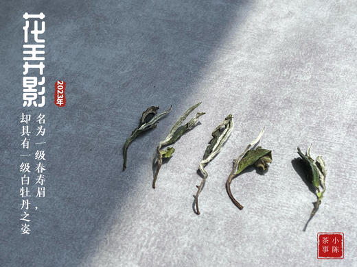 2023一级春寿眉花弄影，水石榕+春兰+广玉兰的香气，具有一级白牡丹之姿，极富春之气韵 商品图8