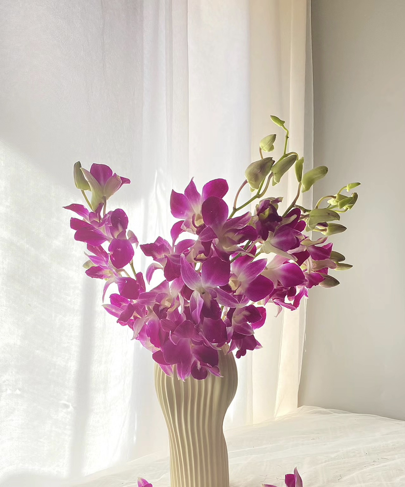 【经典流传色彩】泰国洋兰 紫色 12枝/扎 多规格可选