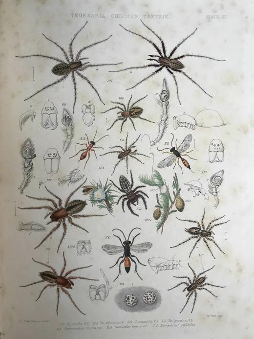 1861-1864年 大不列颠与爱尔兰蜘蛛史（全2卷） 29页手工上色版画插图 平装8开 商品图4