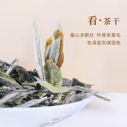魏氏茶  魏氏陈·白牡丹(2006年份)  10g/盒 商品图1