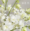 洋兰  白色  12支/扎 以实物为准 云南基地发货（价格已包含包装费用） 运费以实际为准，多退少补。 商品缩略图1