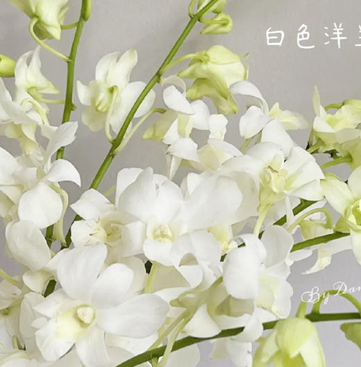 洋兰  白色  12支/扎 以实物为准 云南基地发货（价格已包含包装费用） 运费以实际为准，多退少补。 商品图1