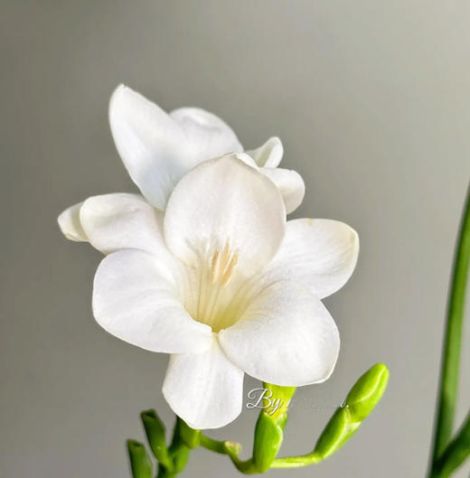 香雪兰 白色 10支/扎 以实物为准 云南基地发货（价格已包含包装费用） 商品图4