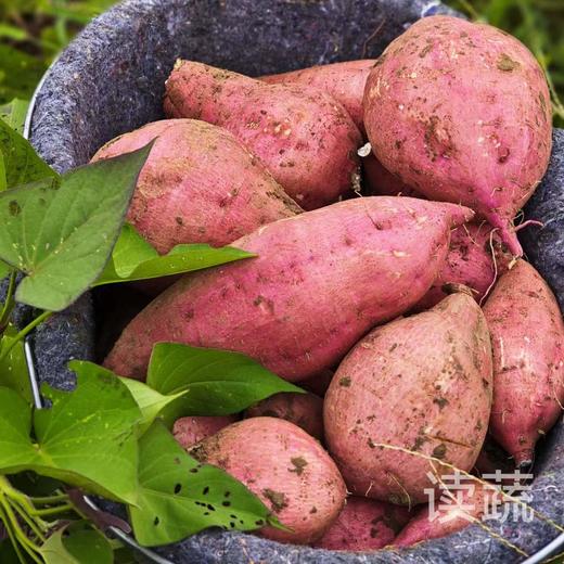 情圆蜜薯|生态种植|农场自产 商品图1