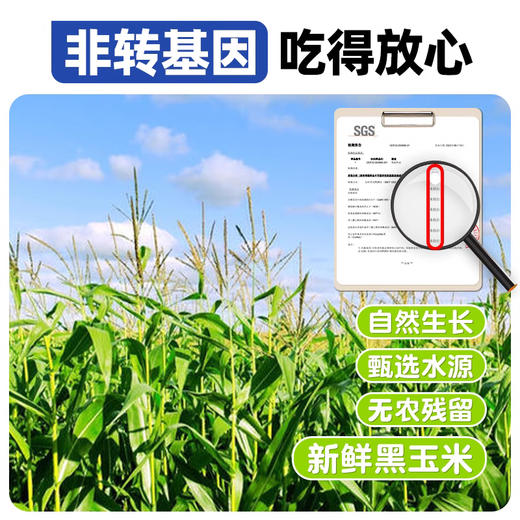 昔日印象新鲜白糯玉米即食黏粘甜糯玉米肥真空包装减代餐 商品图7