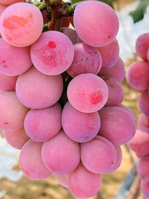 顺风包邮到家！妮娜皇后葡萄全世界最稀缺葡萄「妮娜女皇·葡萄又名“超级皇后Supper Queen”味道极好，高糖，甜度一级既有草莓香味又有牛奶香味后劲带淡淡的红酒香 净果四斤 商品图0