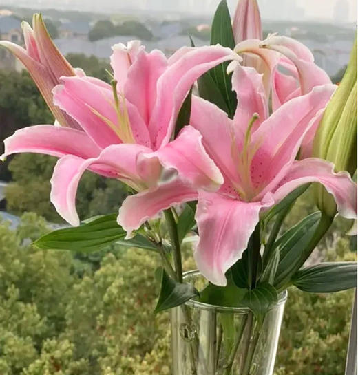 【索尔邦百合】 百合 10支/扎 以实物为准 云南基地发货（价格已包含包装费用） 运费以实际为准，多退少补。 商品图4