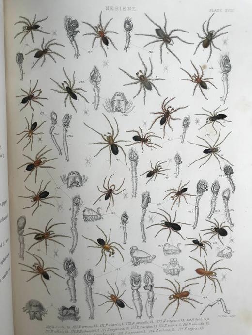 1861-1864年 大不列颠与爱尔兰蜘蛛史（全2卷） 29页手工上色版画插图 平装8开 商品图12