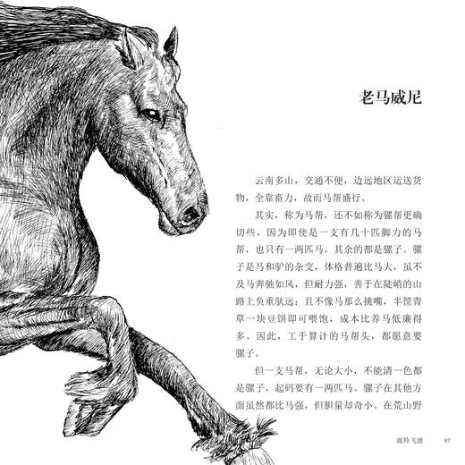 动物小说大王沈石溪·十大经典必读（全10册） 商品图5