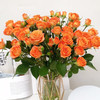 多头玫瑰 橙色芭比 10支/扎 云南基地发货 （价格已包含包装费用） 运费以实际为准，多退少补。 商品缩略图2