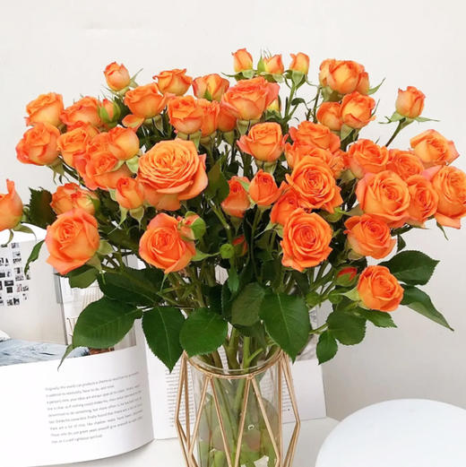多头玫瑰 橙色芭比 10支/扎 云南基地发货 （价格已包含包装费用） 运费以实际为准，多退少补。 商品图2