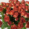 多头玫瑰 巧克力泡泡 10支/扎 云南基地发货 （价格已包含包装费用） 运费以实际为准，多退少补。 商品缩略图4