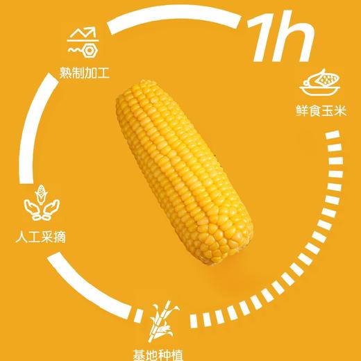 24年鲜穗！【绿色食品认证】内蒙古乌兰布和沙漠玉米 1小时锁鲜 甜糯香甜 低卡饱腹 健康粗粮 商品图4