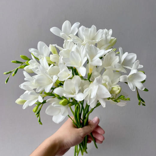 香雪兰 白色 10支/扎 以实物为准 云南基地发货（价格已包含包装费用） 商品图1