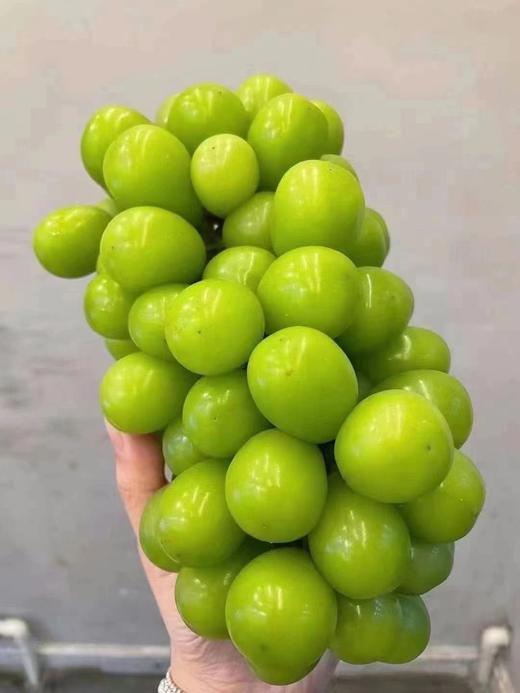 【产地直采】49.9元整件（10斤左右）特级晴王葡萄 商品图0