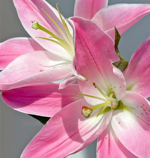 【罗宾百合】 百合 10支/扎 以实物为准 云南基地发货（价格已包含包装费用） 运费以实际为准，多退少补。 商品图3