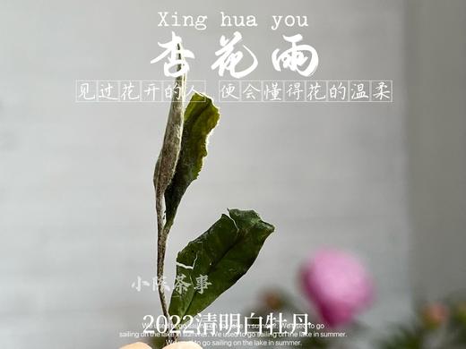 2022清明白牡丹柔美甜馥，清香清长，回甘香浓（1斤收藏装） 商品图5