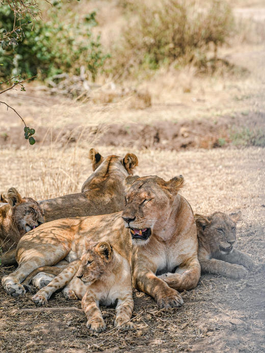 坦桑尼亚定制2026年7月 （7天6晚）10大1小 商品图2