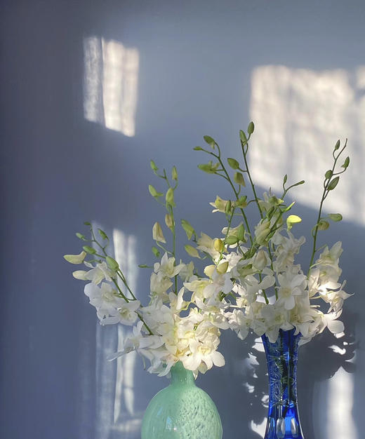 【气质高贵】泰国洋兰--白兰  12枝/扎 商品图0