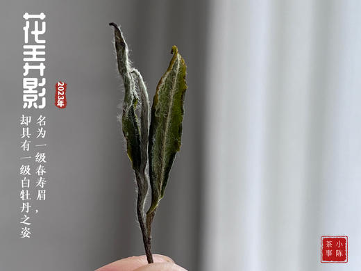 2023一级春寿眉花弄影，水石榕+春兰+广玉兰的香气，具有一级白牡丹之姿，极富春之气韵 商品图5