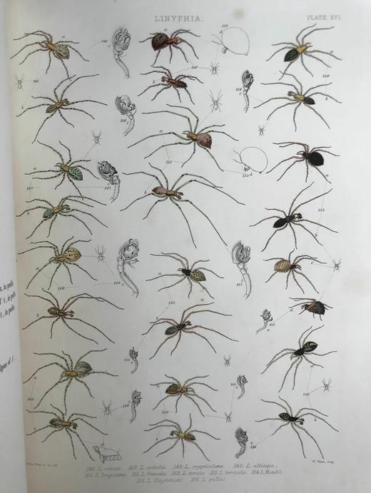 1861-1864年 大不列颠与爱尔兰蜘蛛史（全2卷） 29页手工上色版画插图 平装8开 商品图11