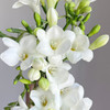 香雪兰 白色 10支/扎 以实物为准 云南基地发货（价格已包含包装费用） 商品缩略图3