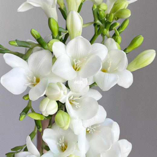 香雪兰 白色 10支/扎 以实物为准 云南基地发货（价格已包含包装费用） 商品图3