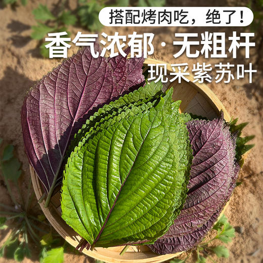 每日现摘  农家自种紫苏叶  原汁原味  鲜嫩爽口  味道浓郁  25g 商品图0