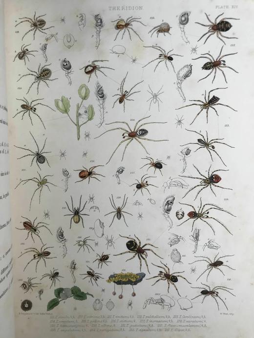 1861-1864年 大不列颠与爱尔兰蜘蛛史（全2卷） 29页手工上色版画插图 平装8开 商品图9