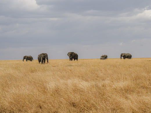 坦桑尼亚定制2026年7月 （7天6晚）10大1小 商品图6