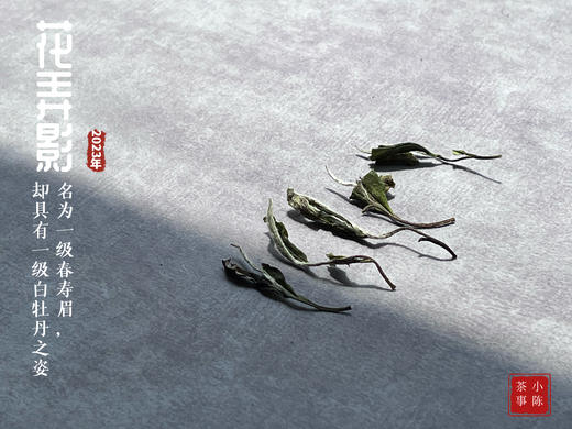 2023一级春寿眉花弄影，水石榕+春兰+广玉兰的香气，具有一级白牡丹之姿，极富春之气韵 商品图12