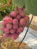 顺风包邮到家！妮娜皇后葡萄全世界最稀缺葡萄「妮娜女皇·葡萄又名“超级皇后Supper Queen”味道极好，高糖，甜度一级既有草莓香味又有牛奶香味后劲带淡淡的红酒香 净果四斤 商品缩略图1