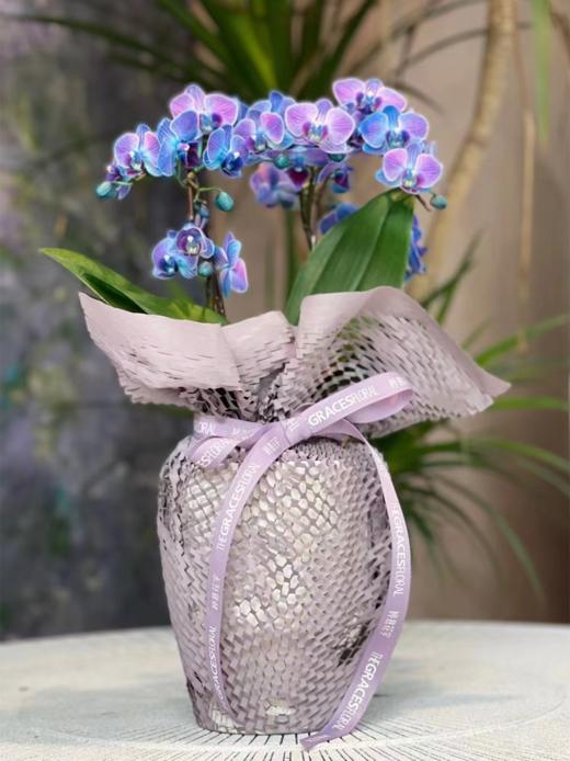 蝴蝶小夜曲 商品图0