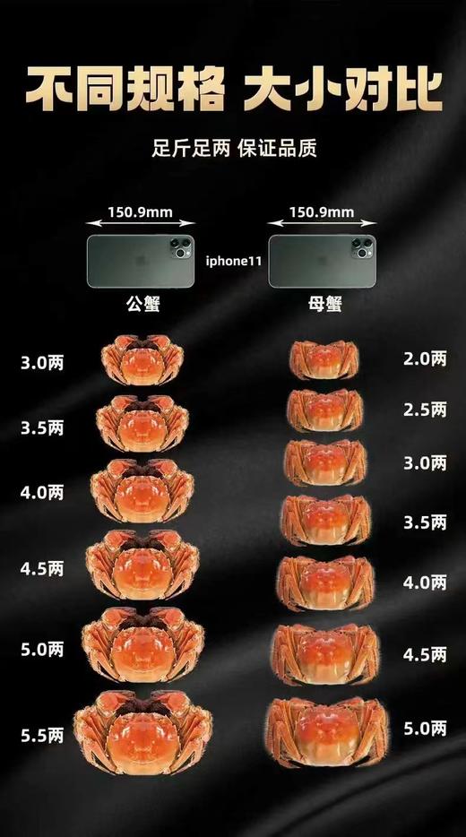 【中秋节】霸王蟹 湖鲜活蟹 精品洪泽湖大闸蟹 蟹卡 商品图2