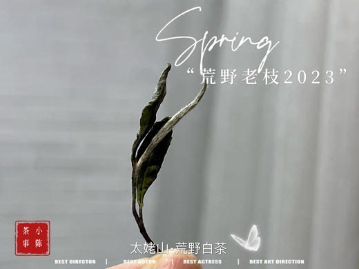【2023春茶】2023荒野老枝，今年请称呼它荒野白牡丹，够荒，够苍老，荒野气韵厚重深长 商品图5