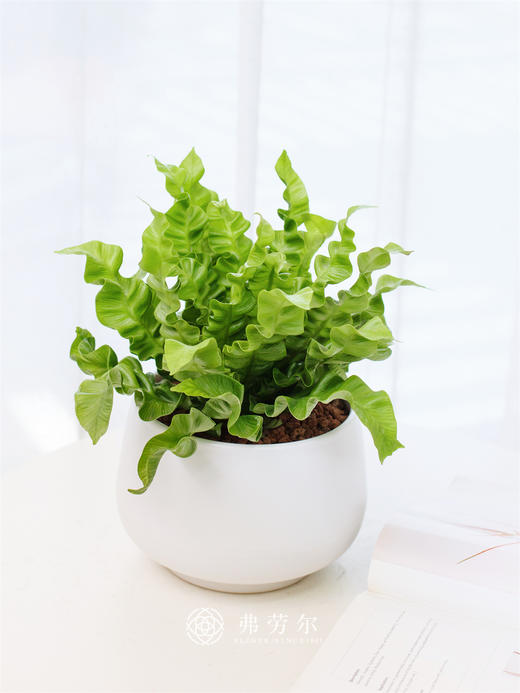 火焰鸟巢蕨 商品图0