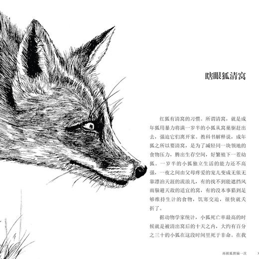 动物小说大王沈石溪·十大经典必读（全10册） 商品图10