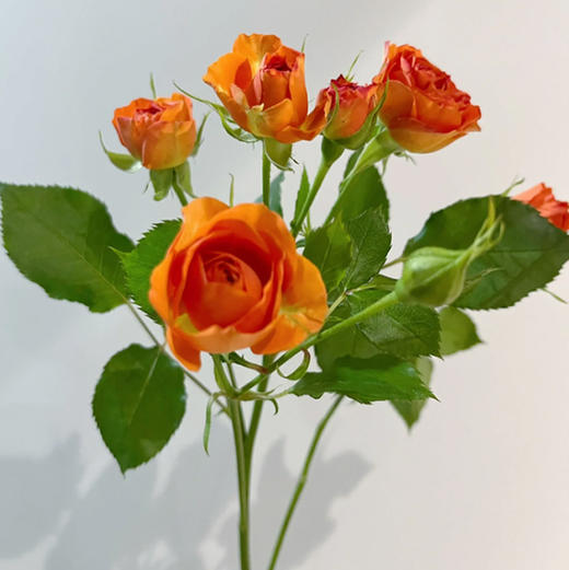 多头玫瑰 橙色芭比 10支/扎 云南基地发货 （价格已包含包装费用） 运费以实际为准，多退少补。 商品图4