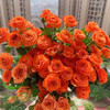 多头玫瑰 橙色芭比 10支/扎 云南基地发货 （价格已包含包装费用） 运费以实际为准，多退少补。 商品缩略图1