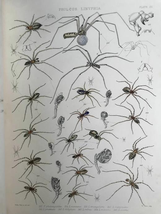 1861-1864年 大不列颠与爱尔兰蜘蛛史（全2卷） 29页手工上色版画插图 平装8开 商品图10