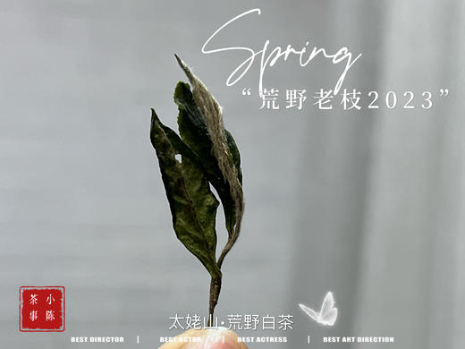 【2023春茶】2023荒野老枝，今年请称呼它荒野白牡丹，够荒，够苍老，荒野气韵厚重深长 商品图6