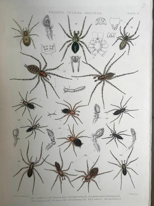 1861-1864年 大不列颠与爱尔兰蜘蛛史（全2卷） 29页手工上色版画插图 平装8开 商品图7