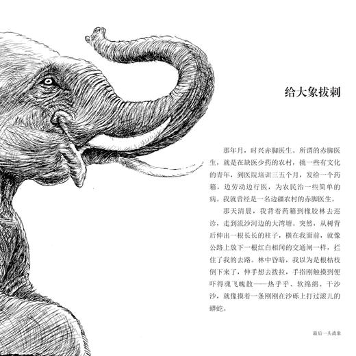 动物小说大王沈石溪·十大经典必读（全10册） 商品图7